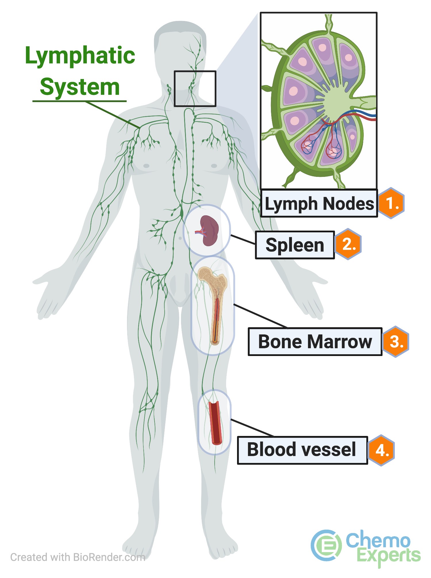 CLL may affect lymph nodes, the spleen, bone marrow, and the blood